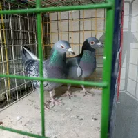 کبوتر پلاکی