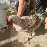 مرغ محلی دورگه گلین ۳قلم