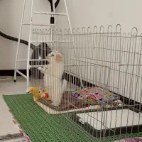 واگذاری سگ پودل همراه باشناسنامه|سگ|پرند, فاز ۶|دیوار