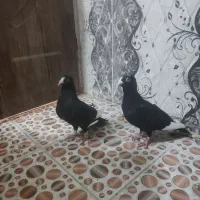 قره سوری شاخ دار