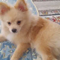 پامرروباهی