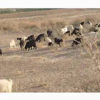 فروش بزغاله