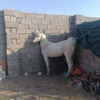 اسب.|اسب و تجهیزات اسب‌سواری|رفسنجان, |دیوار