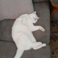 واگذاری گربه با شرایط