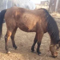 یخته باری سواری|اسب و تجهیزات اسب‌سواری|سیلوانه, |دیوار