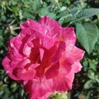 فروش گل رز هلندی فروش انواع گلرونده