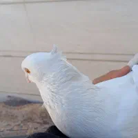 دمبی|پرنده|شوش, |دیوار