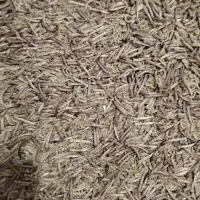 گلیم فرش 2/3|گلیم، جاجیم، گبه|سقز, |دیوار