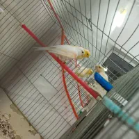 قناری ماده آماده