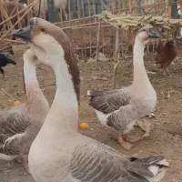 قوغاز اوکراینی