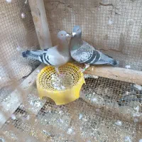 کبوتر مسابقه ای پلاکی