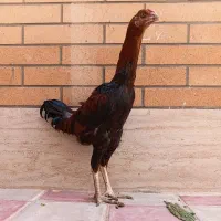 جوجه خروس لاری اصیل