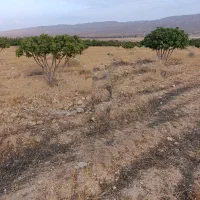 باغ انجیر
