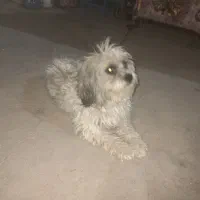 سگ پاپی|سگ|خمینی‌شهر, |دیوار