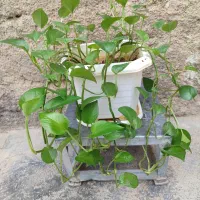 گل پتوس|گل و گیاه طبیعی|سرپل ذهاب, |دیوار