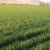 آگهی اجاره زمین کشاورزی، چاه برقی ـ4 اینچ|اجارهٔ دفتر صنعتی، کشاورزی، تجاری|گله دار, |دیوار