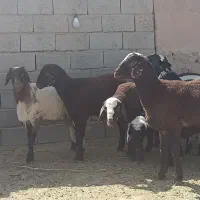 بره|حیوانات مزرعه|جلگه رخ, |دیوار