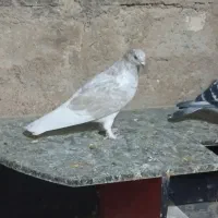 تعدادی پلاکی وکله ای|پرنده|گتوند, |دیوار