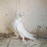 جفت کبوتر خاص