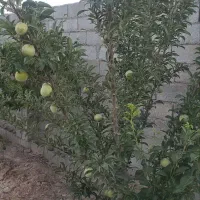 باغ درودیوار|فروش زمین و ملک کلنگی|مشهد, درزآب|دیوار