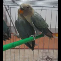 طوطی برزیلی|پرنده|رشت, معلم|دیوار