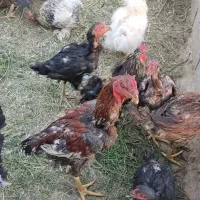 مرغ خروس لاری وتزینی