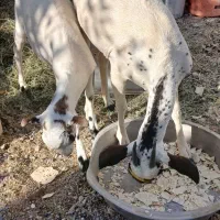 کهر|حیوانات مزرعه|تخت, |دیوار