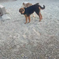 یک قلاده سگ