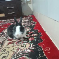 خرگوش لوپ هلندی