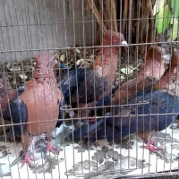 کبوتر آرشیلینگ