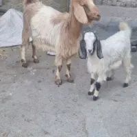 فروش بز وبزغاله