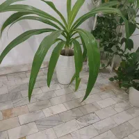 گیاه خانگی پاندانوس