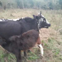 گاو ماده با گوساله ماده شکم اول