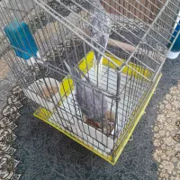 عروسهلندی|پرنده|میانه, |دیوار