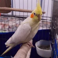 عروس هلندی مولد مطمئن