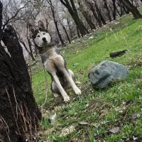 فروش یا معاوضه هاسکی