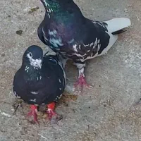 شهری|پرنده|شبانکاره, |دیوار