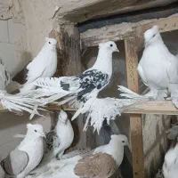 دوکت پاپر|پرنده|نهاوند, |دیوار