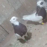 طوقی جفتی معاوضه|پرنده|مرودشت, ثبت احوال|دیوار