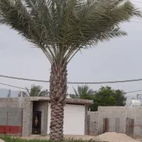 شرکت تامین کننده انواع نخل‌های خرما