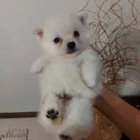 توله پامرانین خرسی از پدر و مادر وارداتی