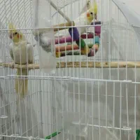 عروس هلندی لوتینو گل باقالی|پرنده|مشهد, شهید علی محمدی|دیوار