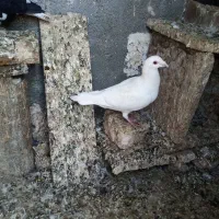 کبوتر رنگه وسفید