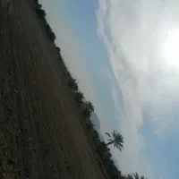 اجاره-نیم-هکتار-زمین-کشاورزی-ملک-آباد