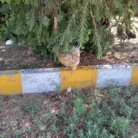 فروش مرغ محلی