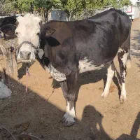 سلام یک عددگاویه بارزا نوع برای کشت