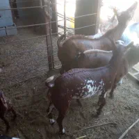 نری صلاله پچی|حیوانات مزرعه|فین, |دیوار