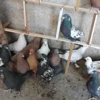 کبوتر سرخ زرد دم سیاه سینه ای|پرنده|اصفهان, شمس آباد|دیوار