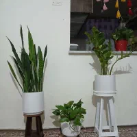 گل وپایه|گل و گیاه طبیعی|نهبندان, |دیوار