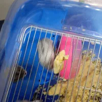 همستر ۳ عدد